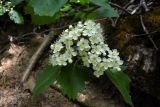 Sorbus torminalis
