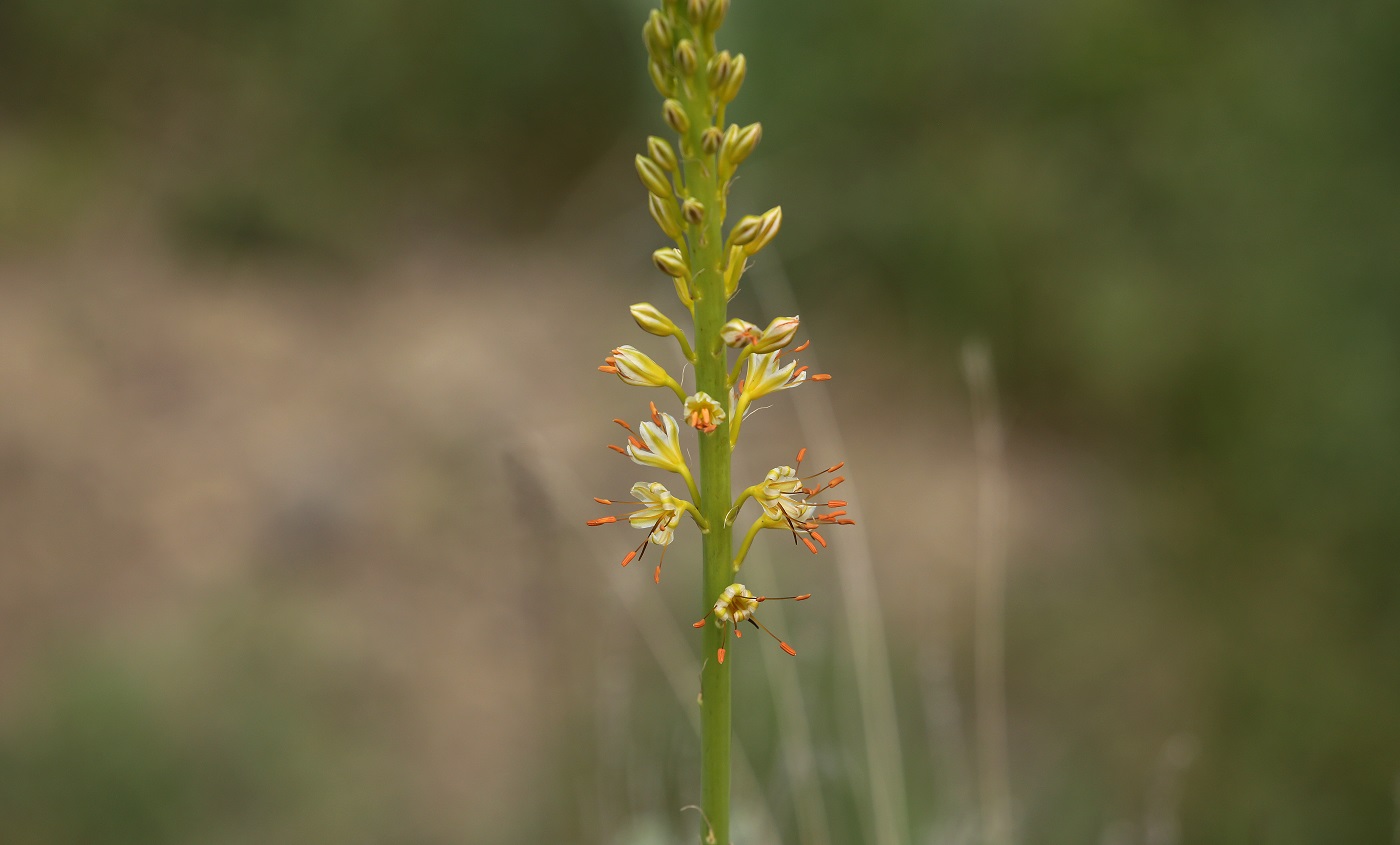 Изображение особи Eremurus fuscus.