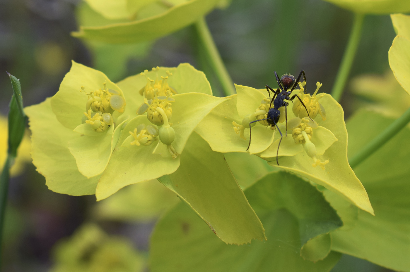 Изображение особи Euphorbia serrata.