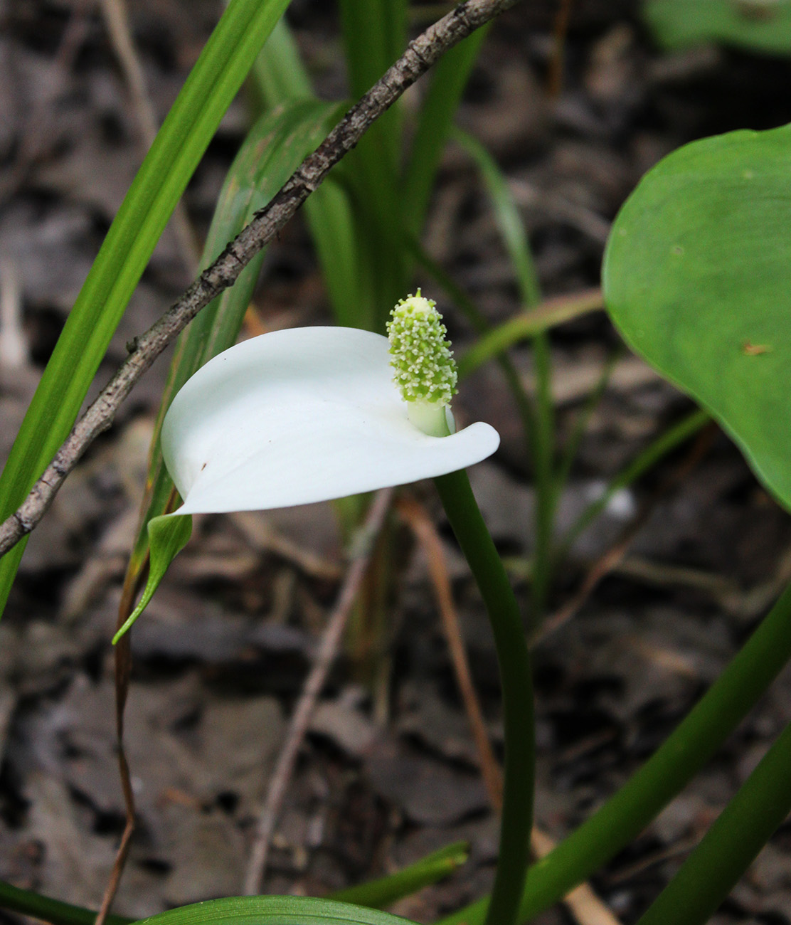 Image of Calla palustris specimen.