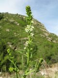 Thesium alatavicum. Верхушка цветущего растения. Казахстан, Сев. Тянь-Шань, Заилийский Алатау в окр. Алматы, Большое Алматинское ущ., каменистый склон вост. экспозиции, под скалой в зоне хвойного леса, ≈ 2000 м н.у.м. 10 июня 2018 г.