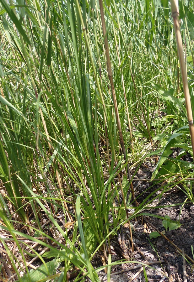 Image of genus Carex specimen.