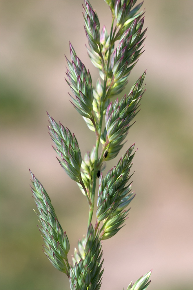 Image of Phalaroides arundinacea specimen.
