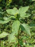 Amaranthus retroflexus