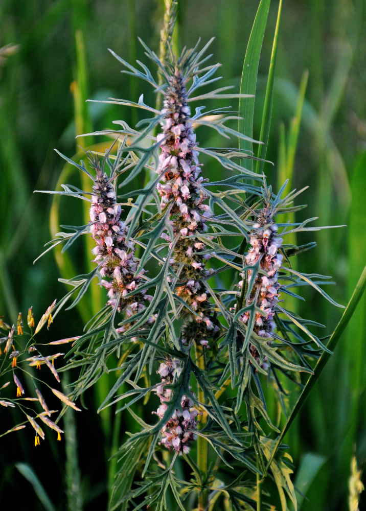 Image of Leonurus deminutus specimen.