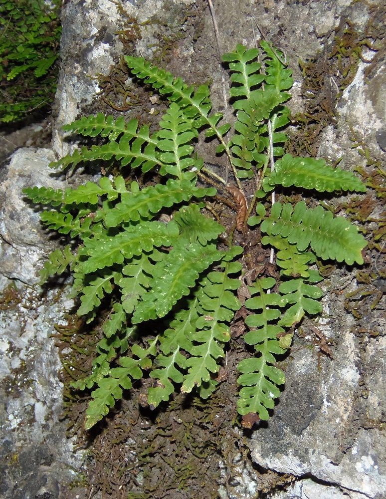 Image of Ceterach officinarum specimen.