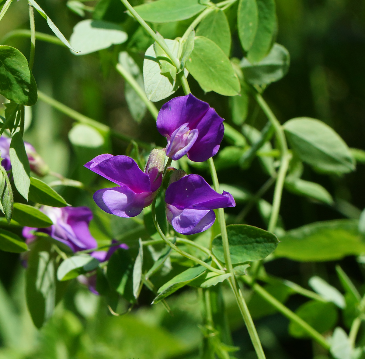 Image of Lathyrus humilis specimen.