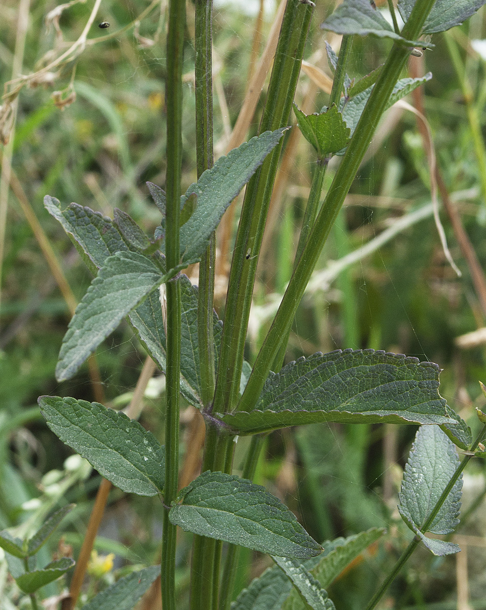 Image of Nepeta nuda specimen.