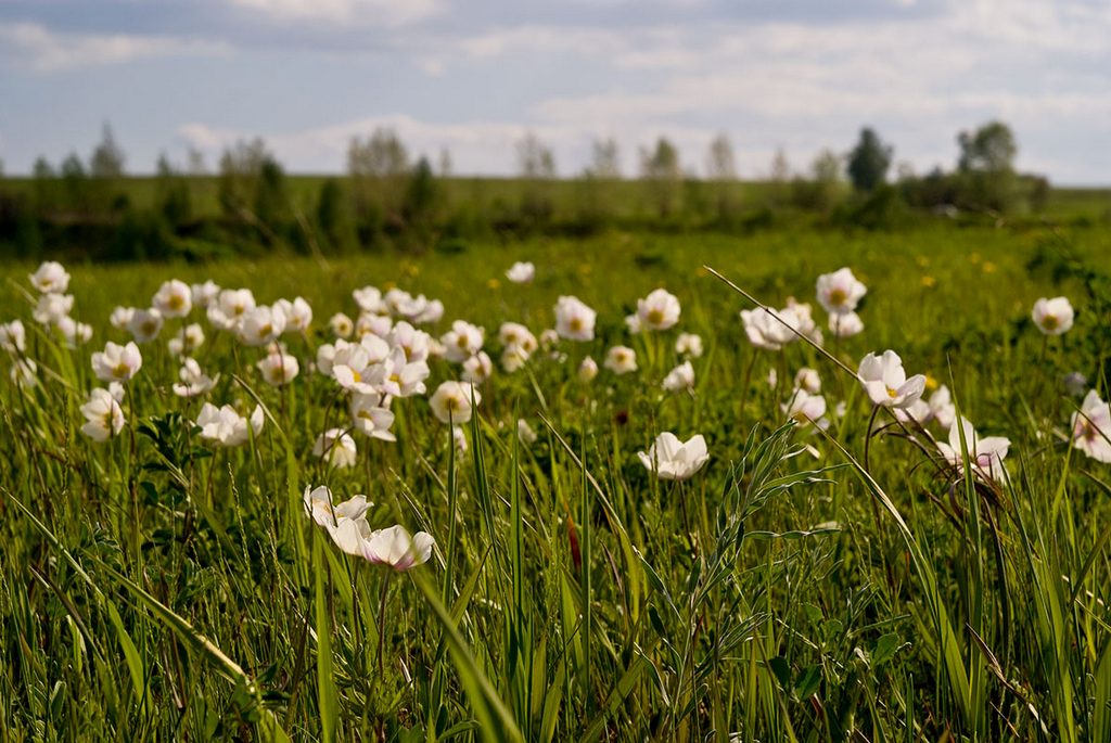 Изображение особи Anemone sylvestris.