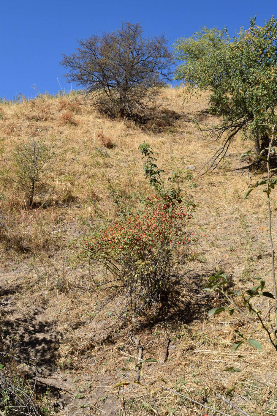 Image of Rosa canina specimen.