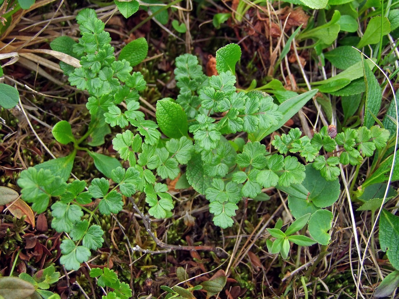 Изображение особи Thalictrum alpinum.