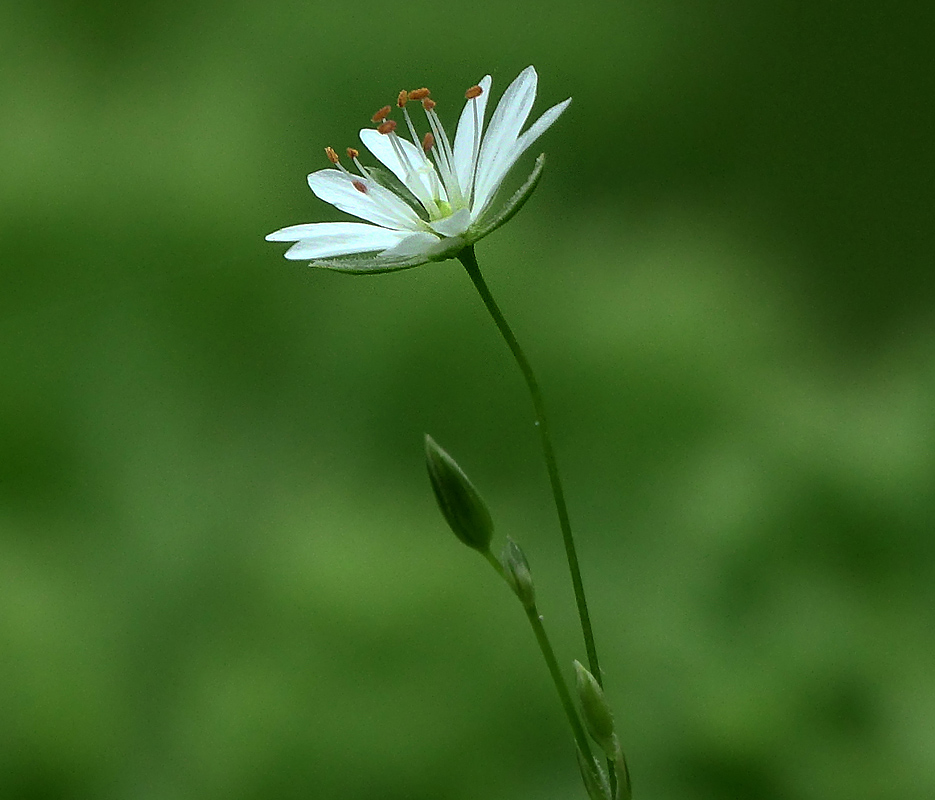 Image of Stellaria graminea specimen.