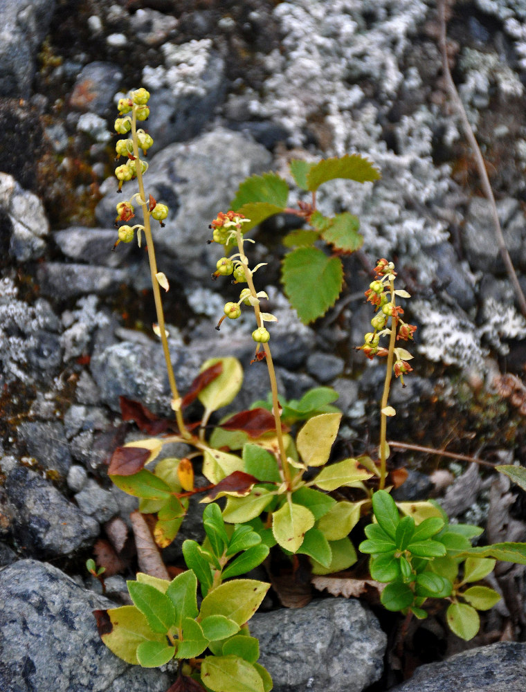 Изображение особи Orthilia secunda.