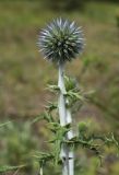 Echinops ritro