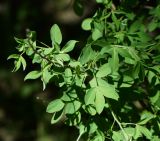 Chamaecytisus ruthenicus. Побеги. Восточный Казахстан, г. Усть-Каменогорск, парк Жастар, в культуре. 04.06.2018.
