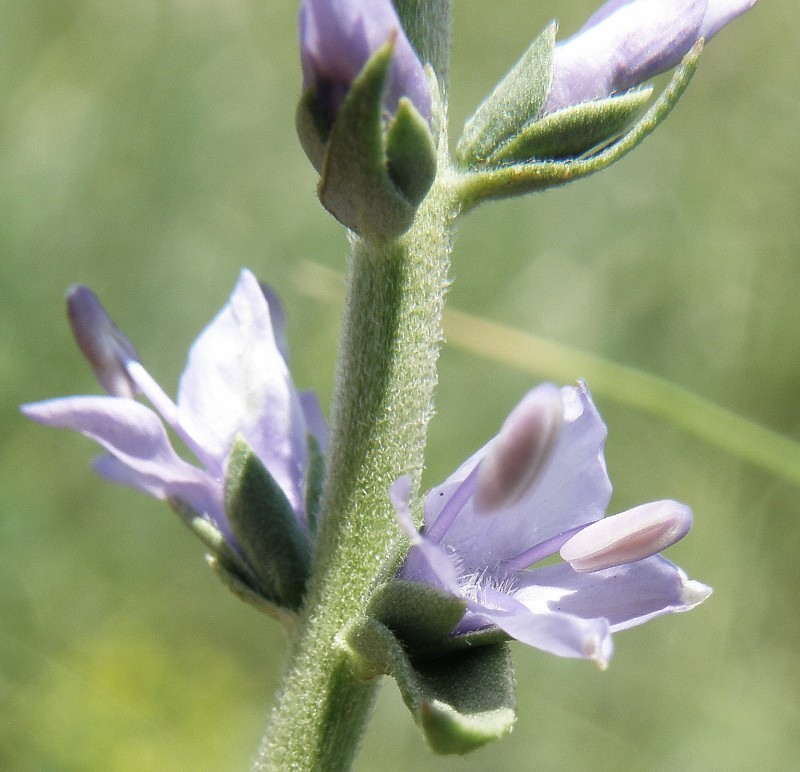 Image of Veronica barrelieri specimen.