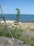 род Astragalus