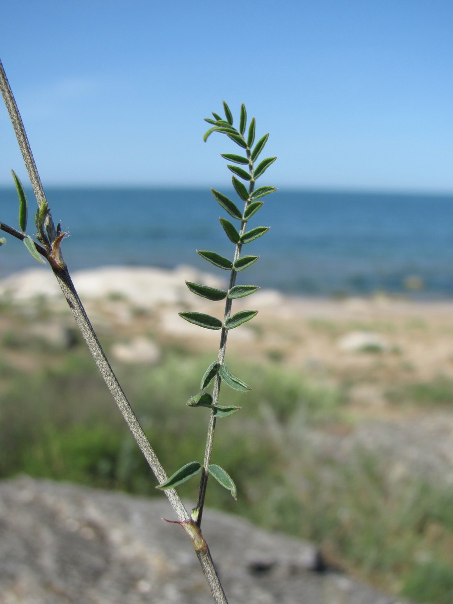 Изображение особи род Astragalus.