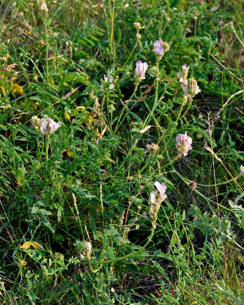 Image of Hedysarum gmelinii specimen.