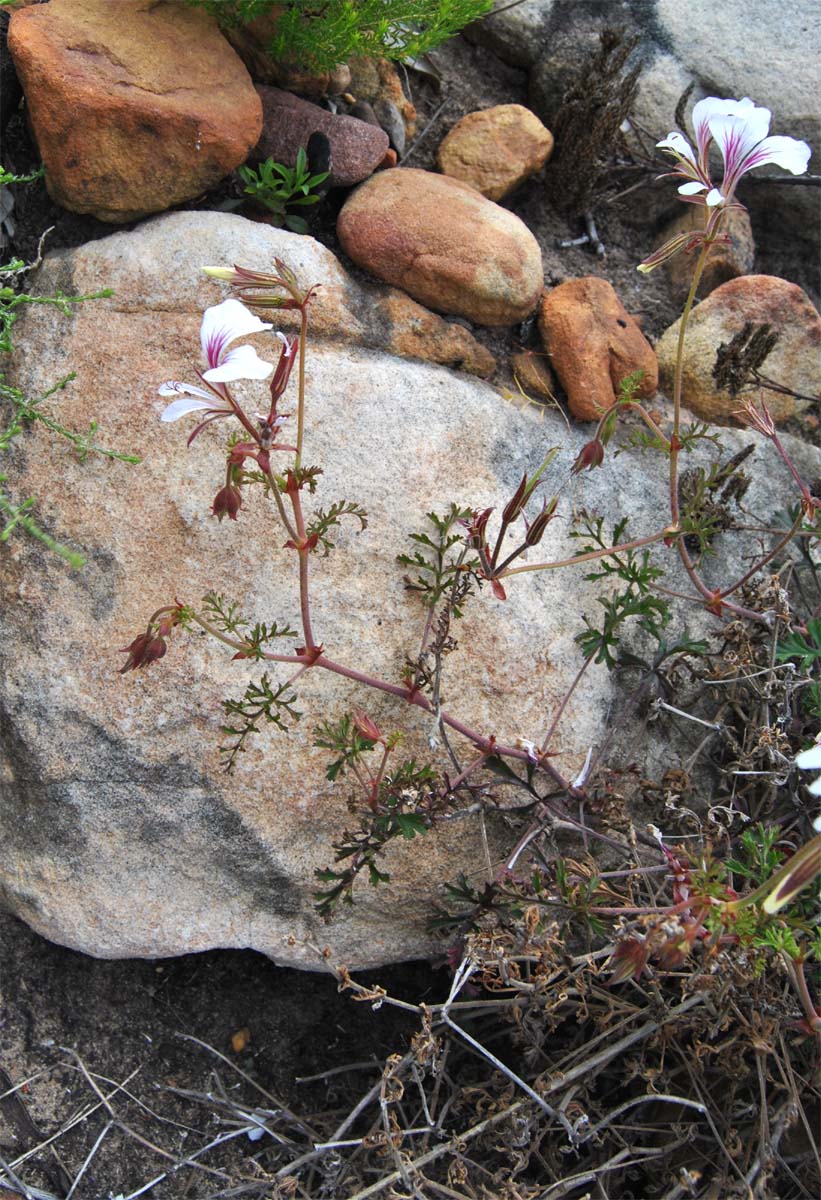 Image of Pelargonium myrrhifolium specimen.