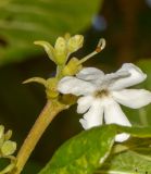 Guettarda speciosa. Соцветие с бутонами, цветком и отцветшими цветками. Танзания, автономия Занзибар, о-в Унгуджа, Central/South District, курорт Kiwengwa, территория гостиницы, пляж, в культуре. 27.10.2018.