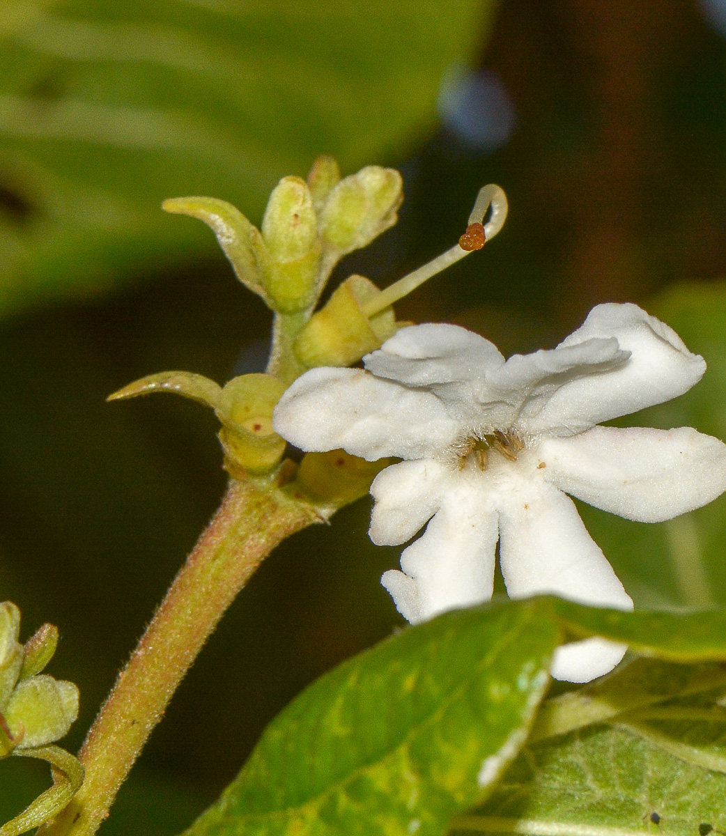 Изображение особи Guettarda speciosa.