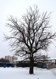 Fraxinus excelsior. Покоящееся дерево. Беларусь, г. Гродно, у автовокзала, в культуре. 21.12.2018.