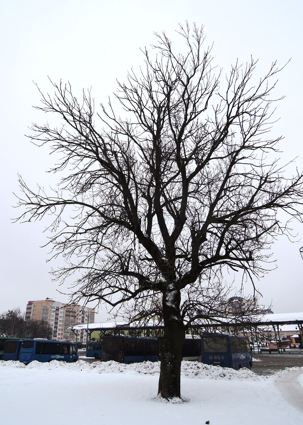 Image of Fraxinus excelsior specimen.