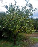 Citrus limon. Плодоносящее дерево. Турция, Чиралы, в культуре. 02.01.2019.
