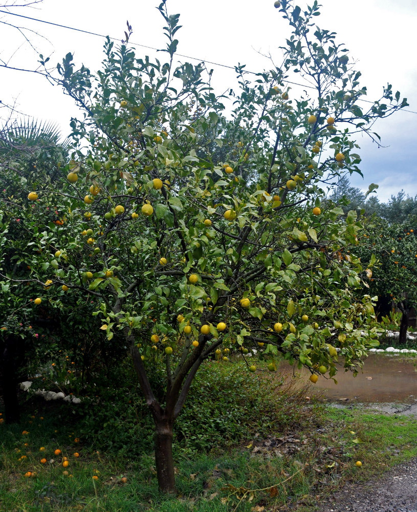 Изображение особи Citrus limon.