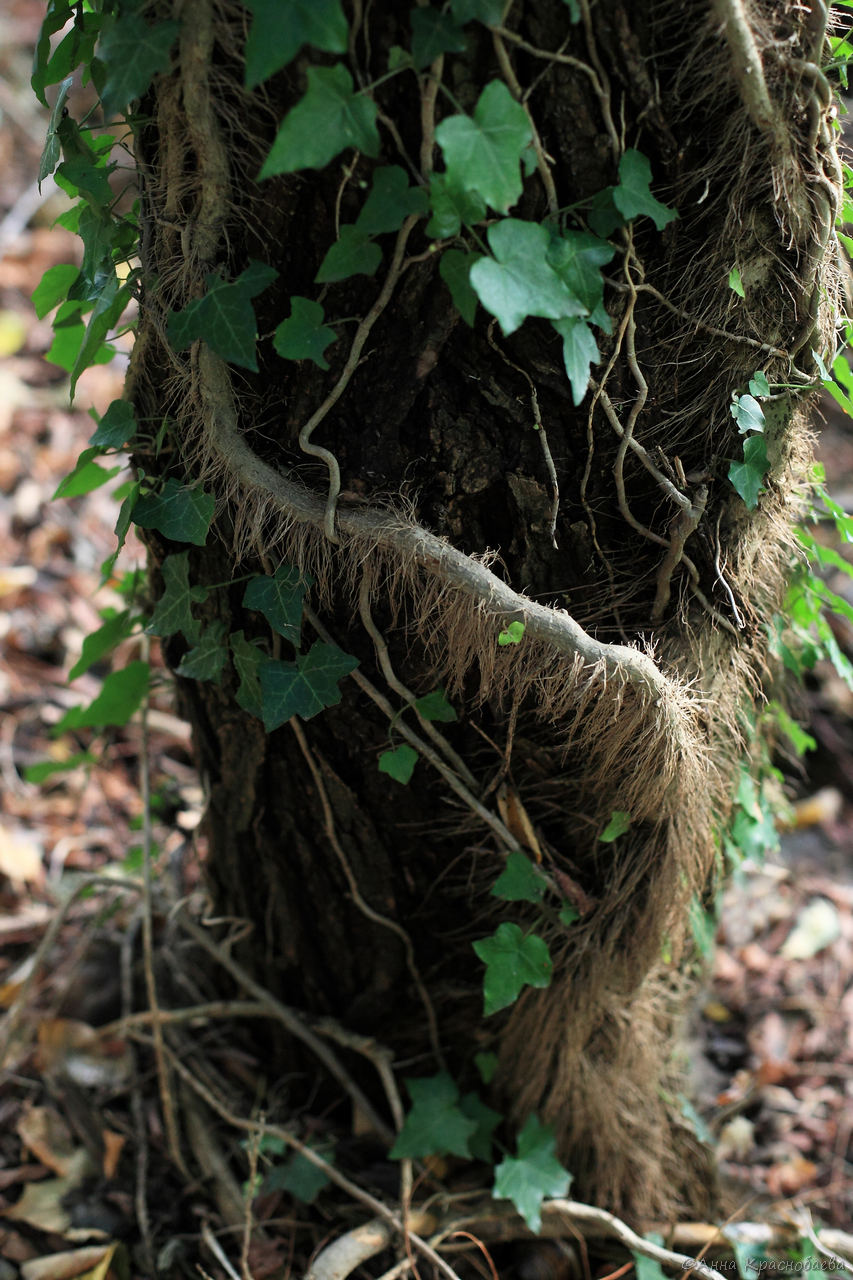 Image of Hedera helix specimen.