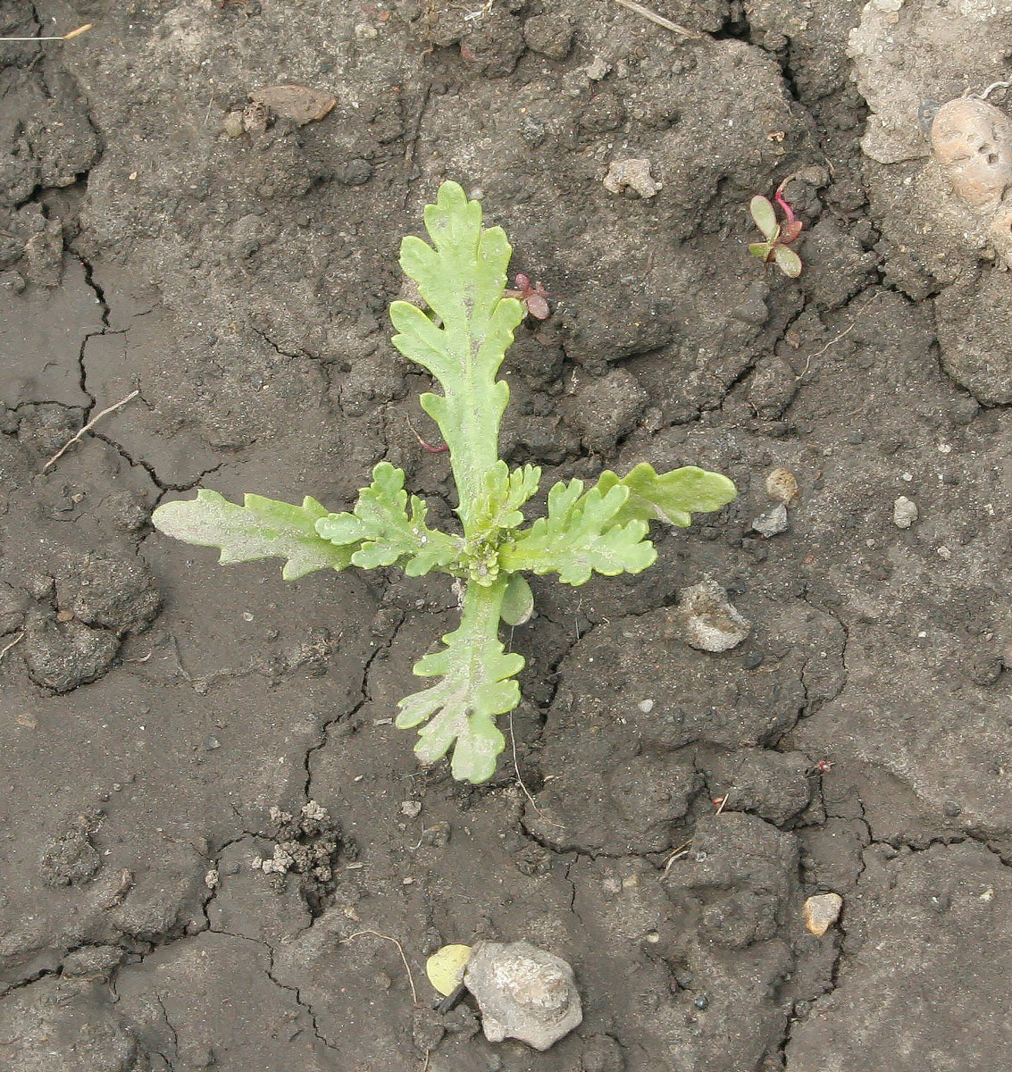 Изображение особи Glebionis coronaria.