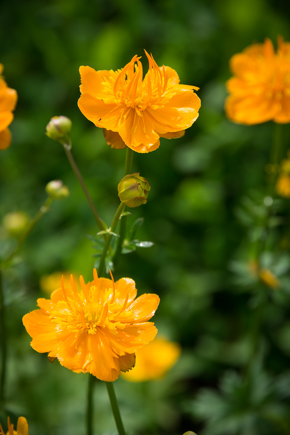 Изображение особи Trollius chinensis.