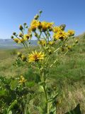 Inula macrophylla. Верхняя часть цветущего растения с кормящимися насекомыми. Казахстан, Южно-Казахстанская обл., Сырдарья-Туркестанский государственный региональный природный парк, Боралдайский филиал, бас. р. Аяк-Сунгу. 31.05.2016.