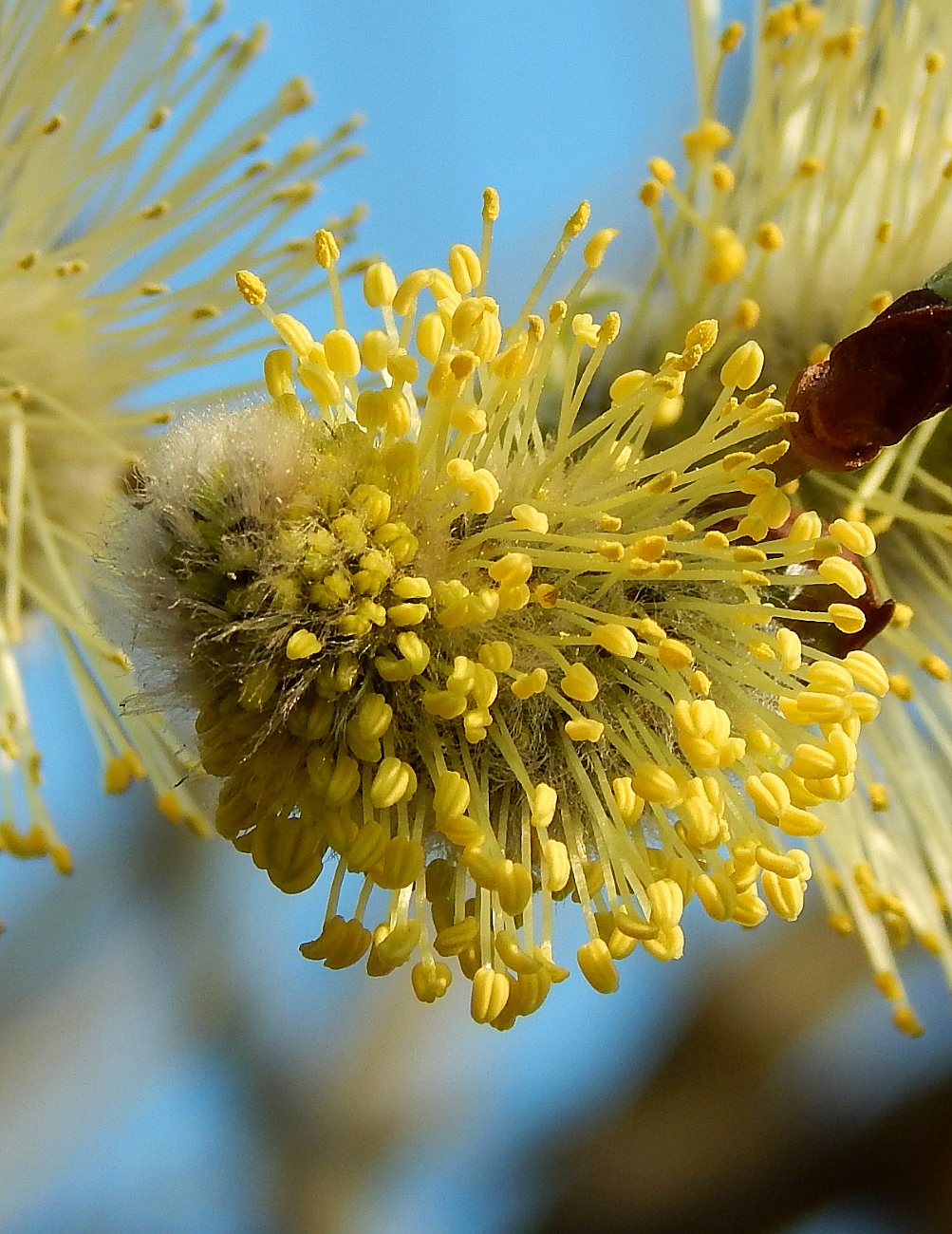 Image of Salix caprea specimen.