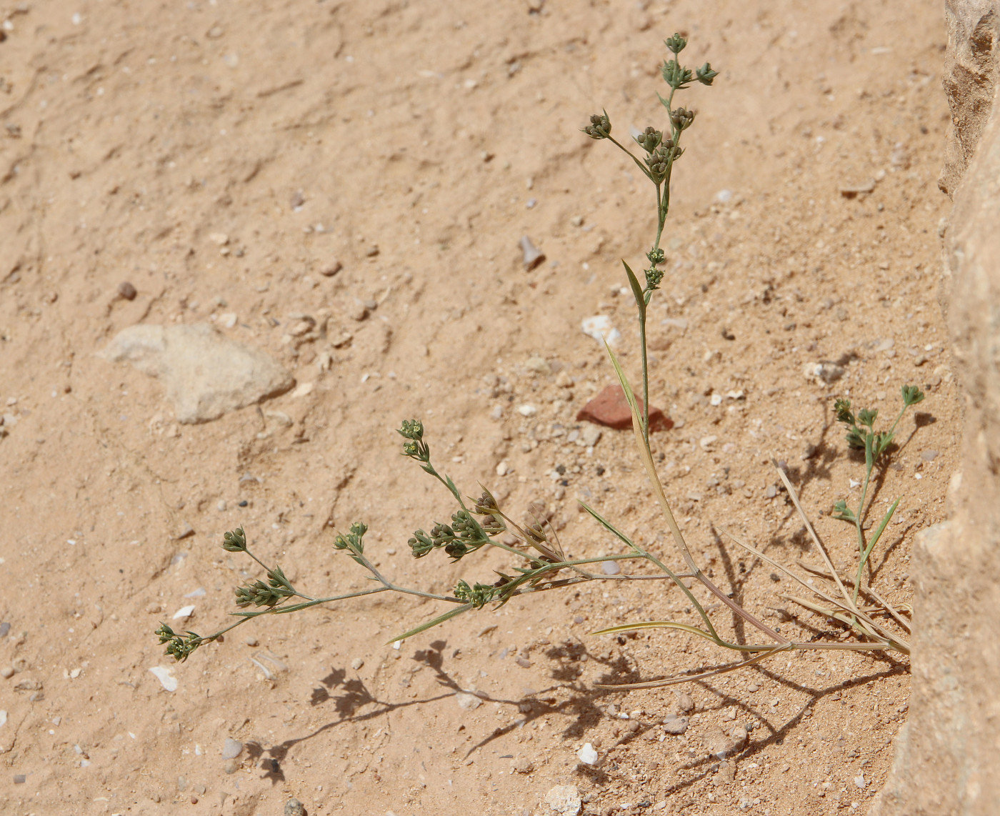 Image of Bupleurum semicompositum specimen.