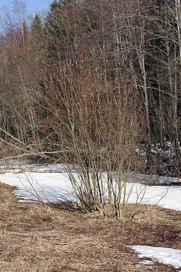 Image of Salix phylicifolia specimen.