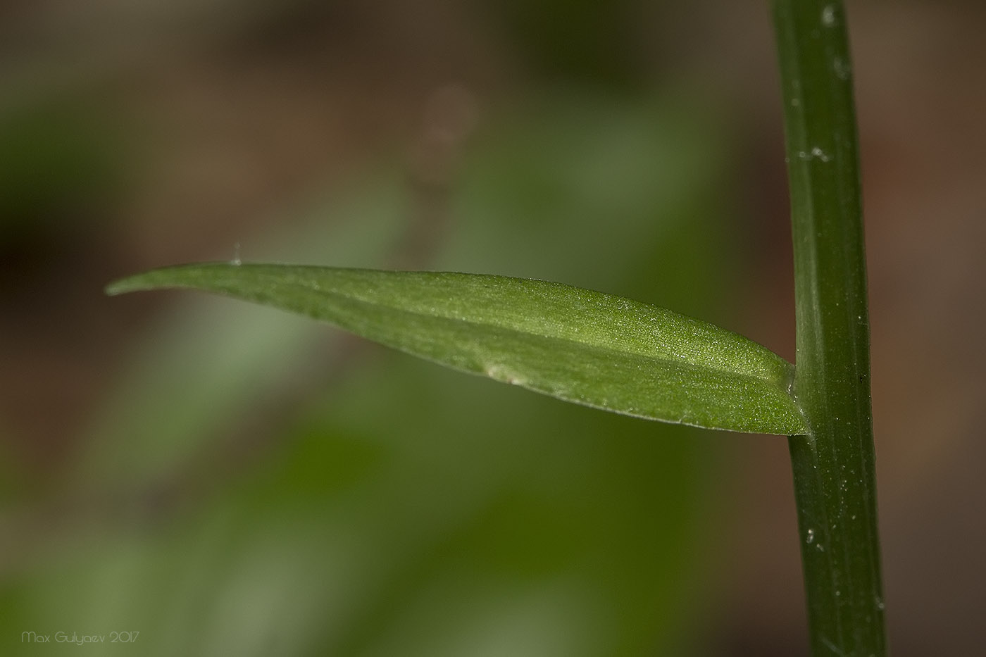 Изображение особи Platanthera chlorantha.