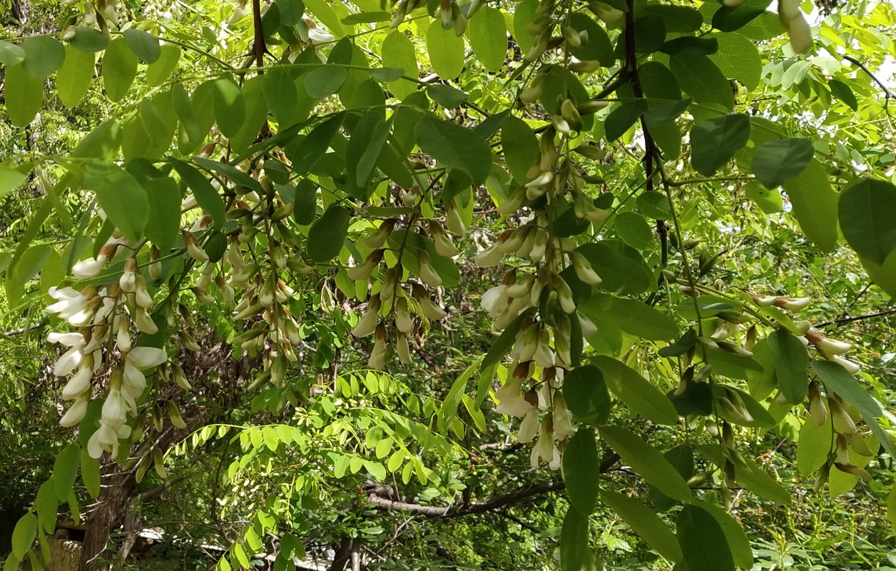 Изображение особи Robinia pseudoacacia.