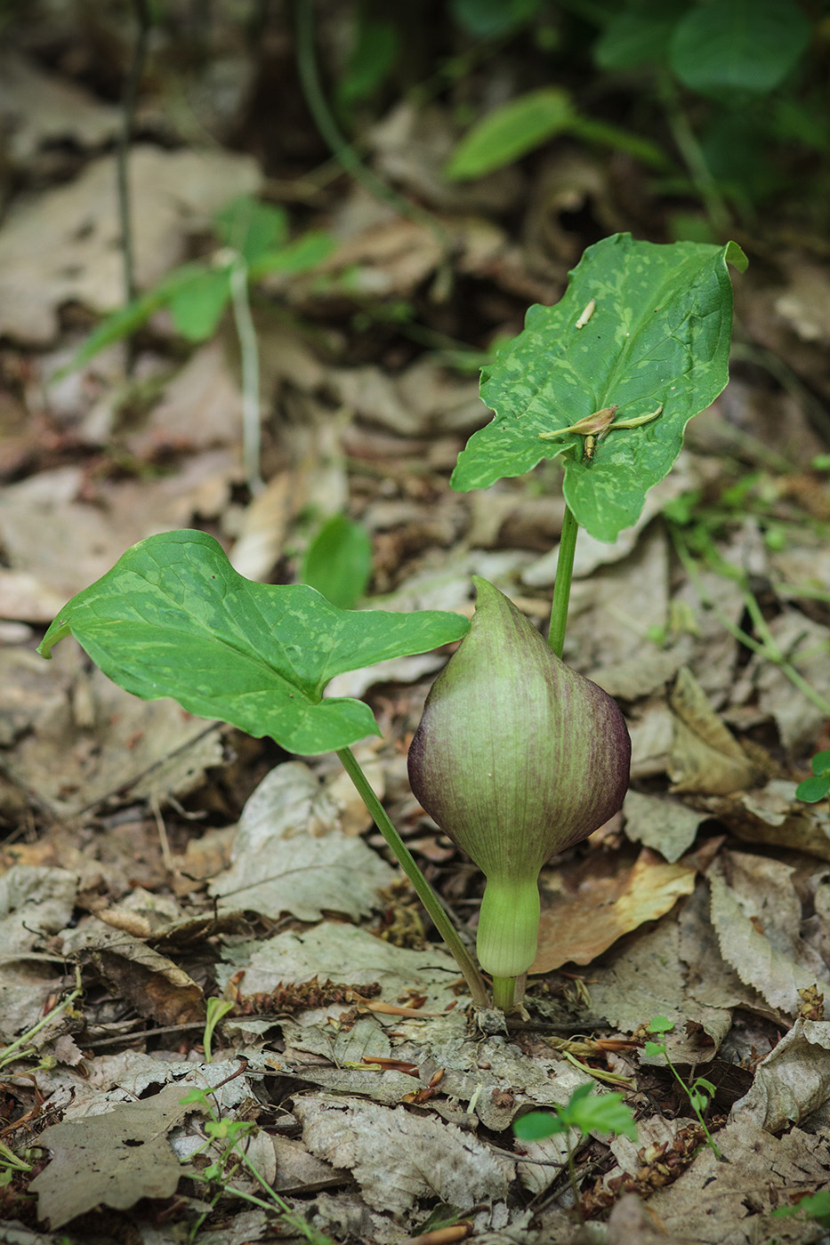 Изображение особи Arum orientale.