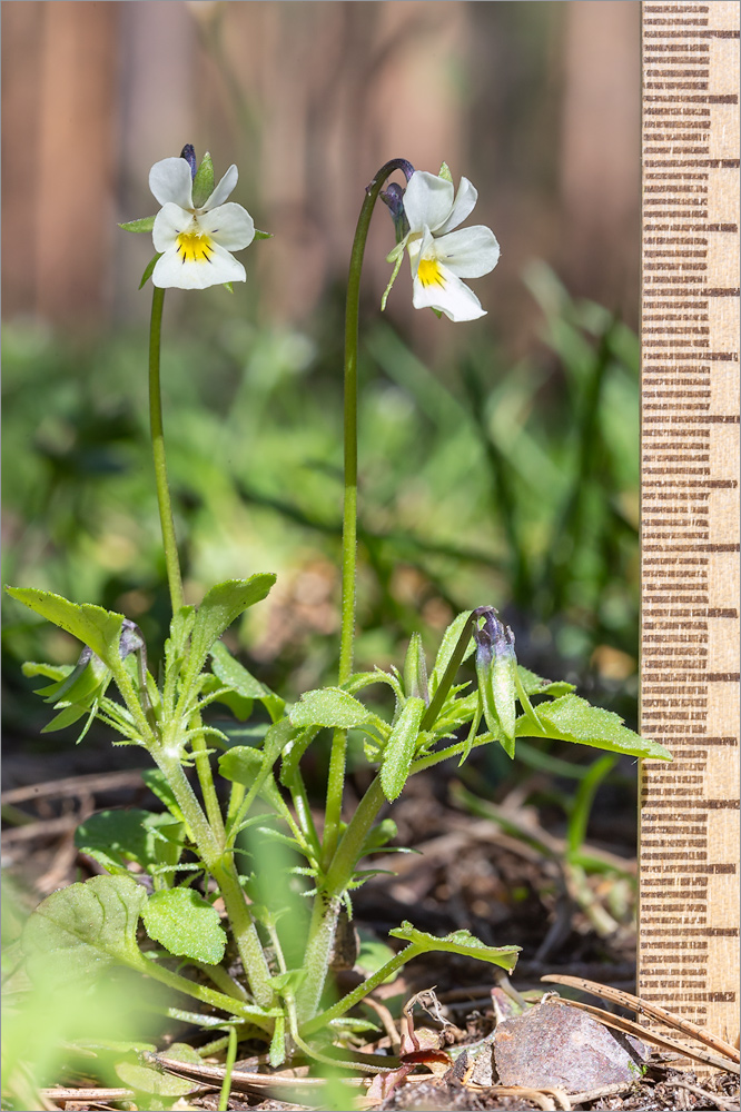 Изображение особи Viola arvensis.