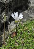 Gypsophila tenuifolia