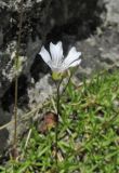 Gypsophila tenuifolia. Верхушка побега с соцветием. Дагестан, Левашинский р-н, окр. с. Цудахар, каменистая осыпь. 10 июня 2019 г.