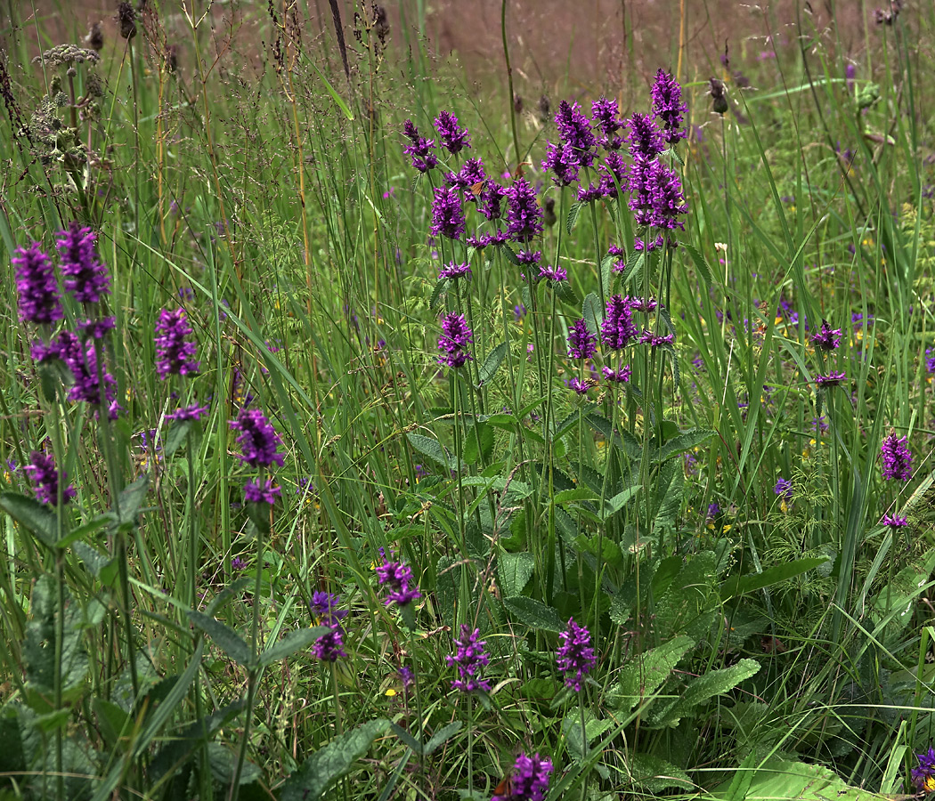 Изображение особи Betonica officinalis.