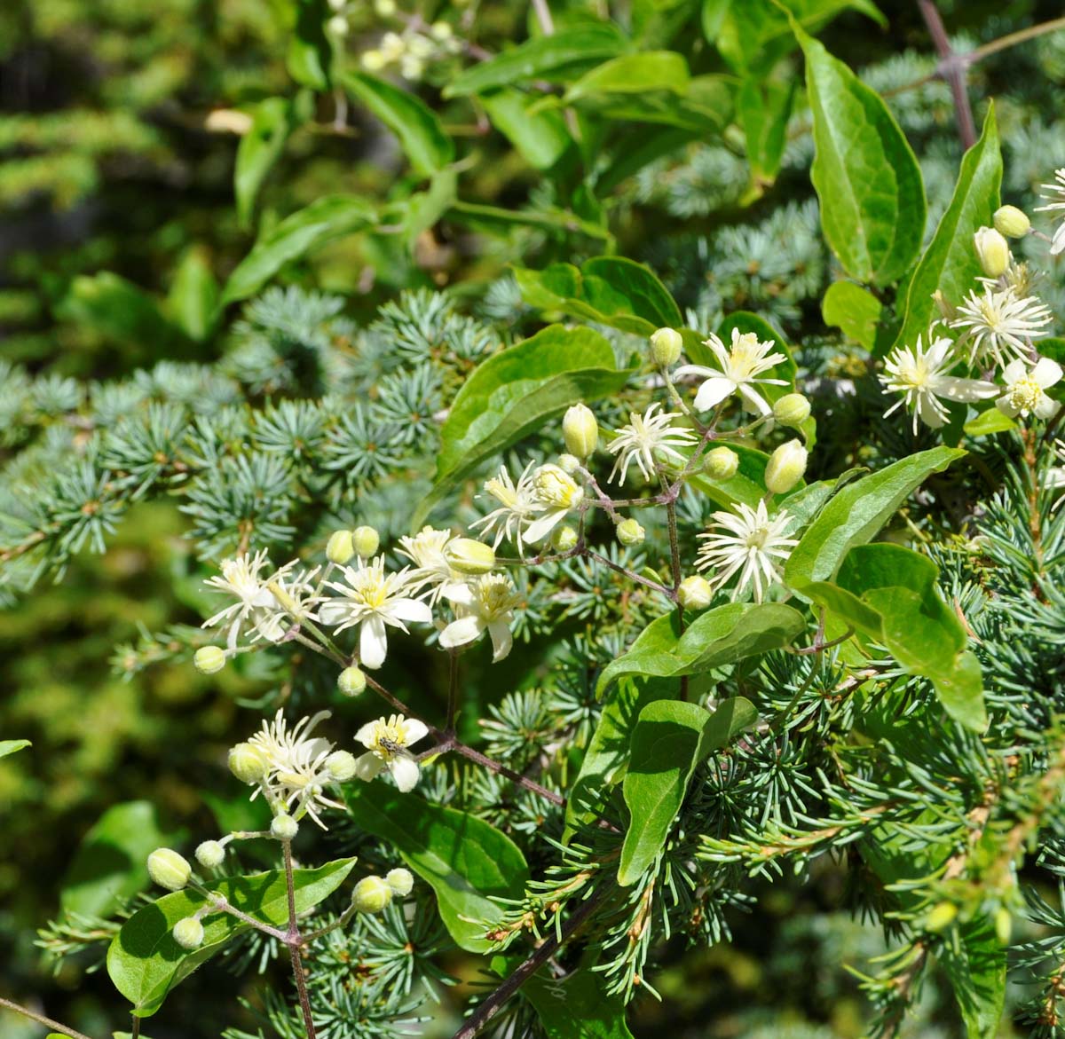 Image of Clematis vitalba specimen.