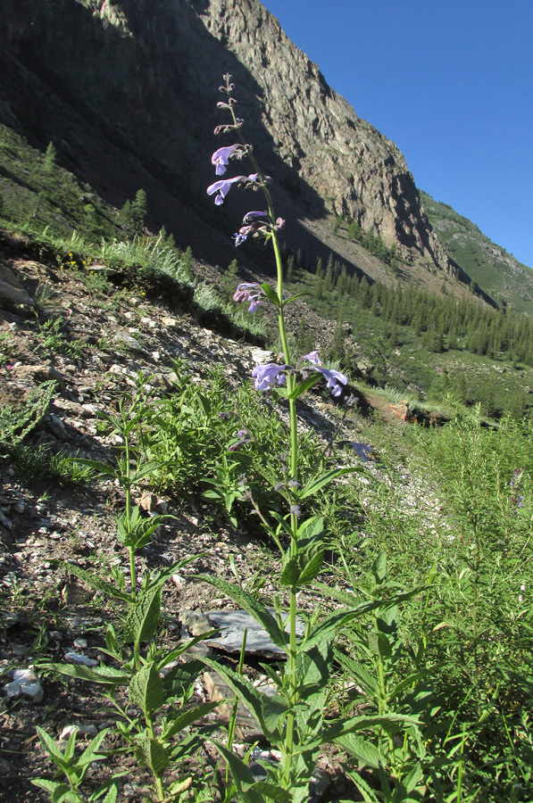 Изображение особи Nepeta sibirica.