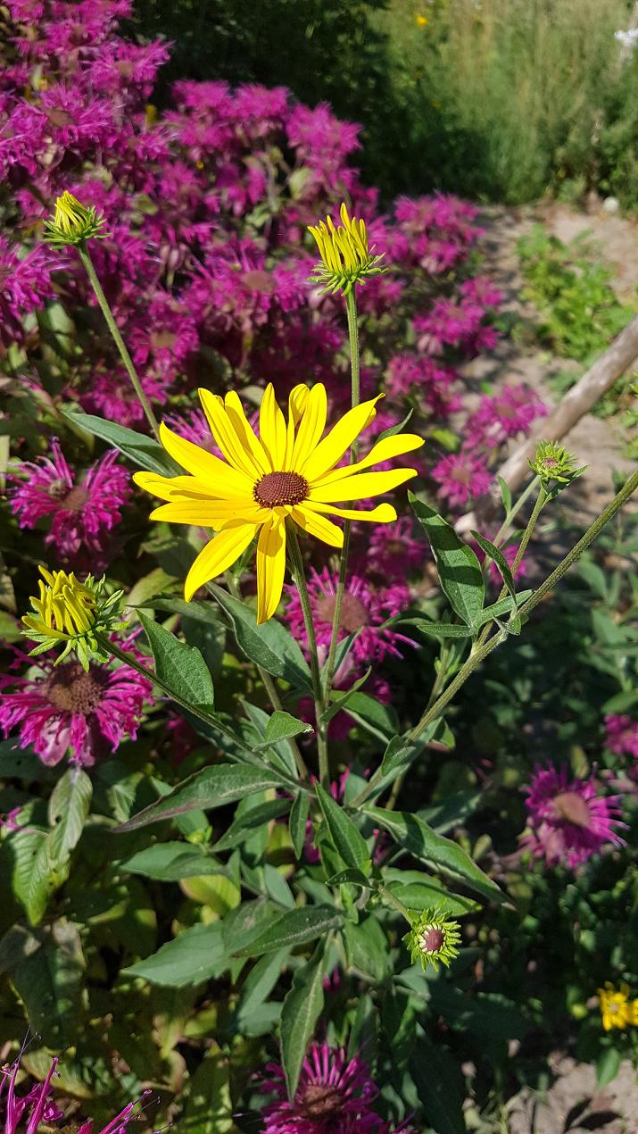 Изображение особи Rudbeckia subtomentosa.