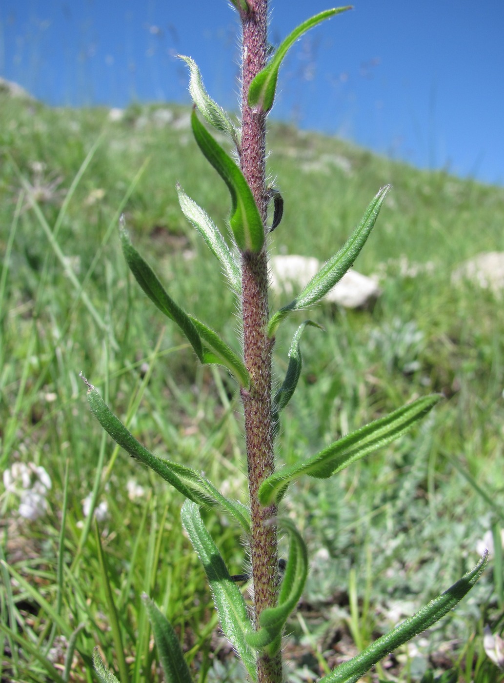 Image of Echium russicum specimen.