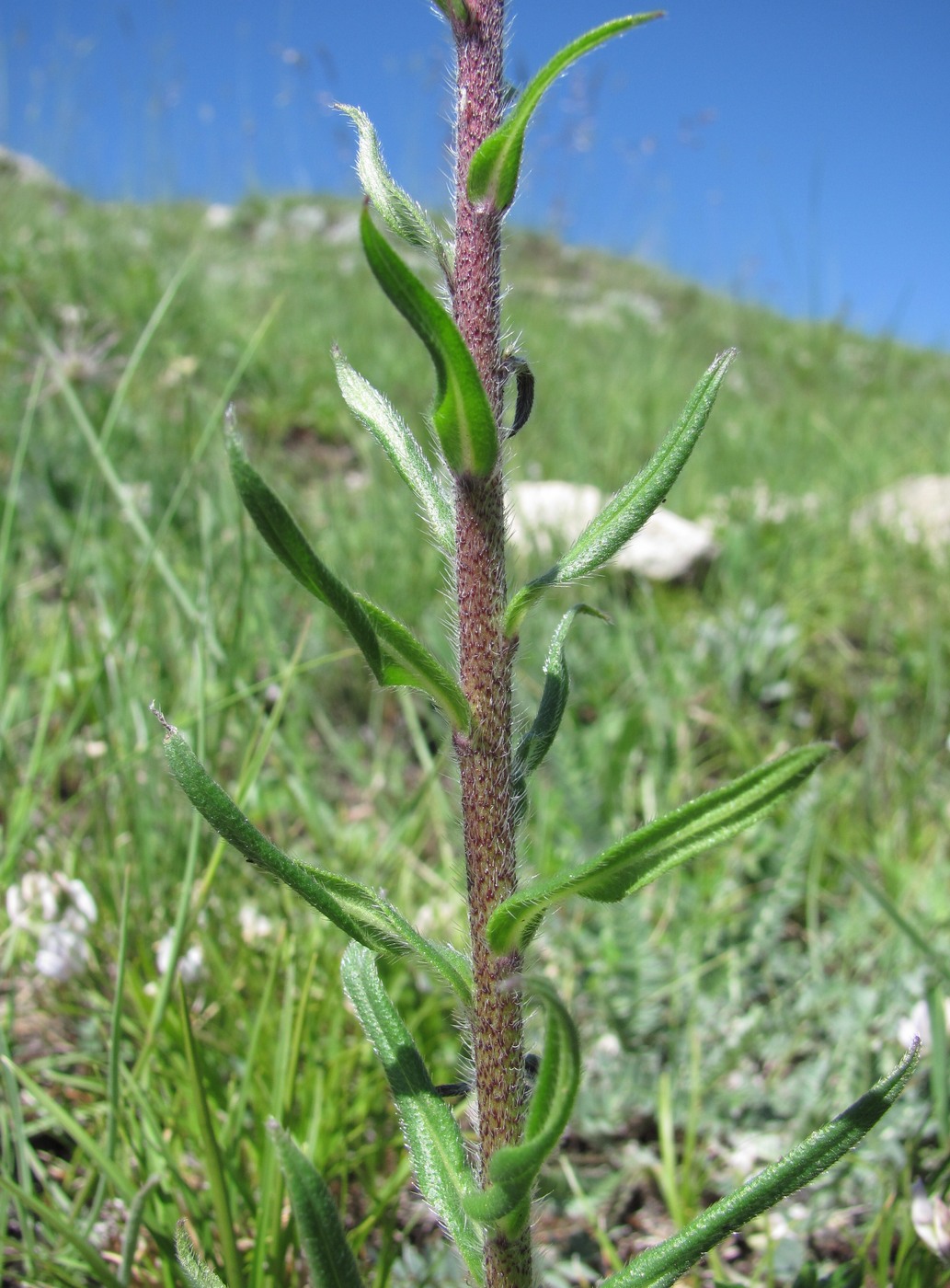 Изображение особи Echium russicum.