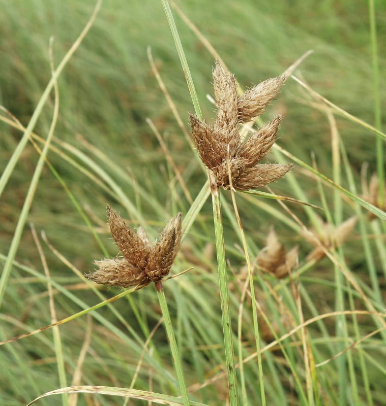Image of Bolboschoenus maritimus var. compactus specimen.